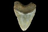 Fossil Megalodon Tooth - North Carolina #124351-2